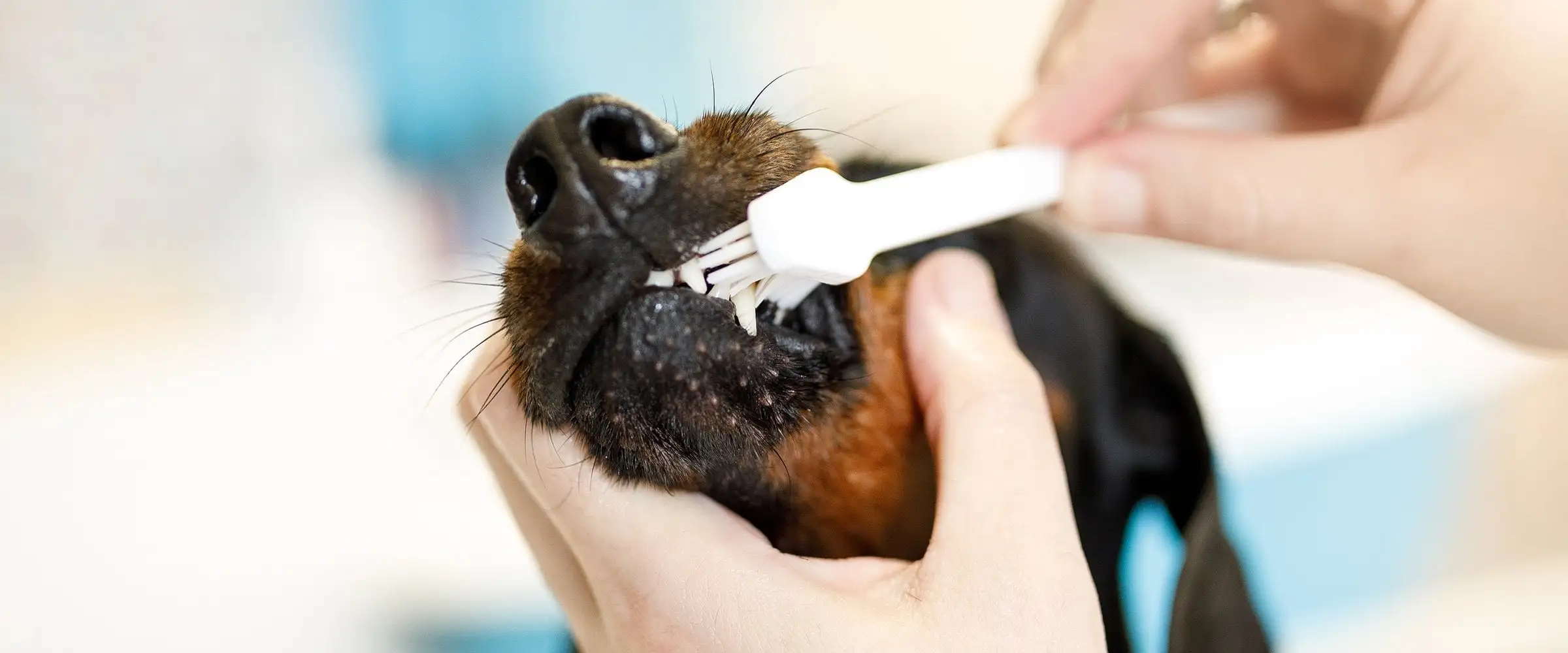 Igiene e cura del cane: cosa devo sapere?