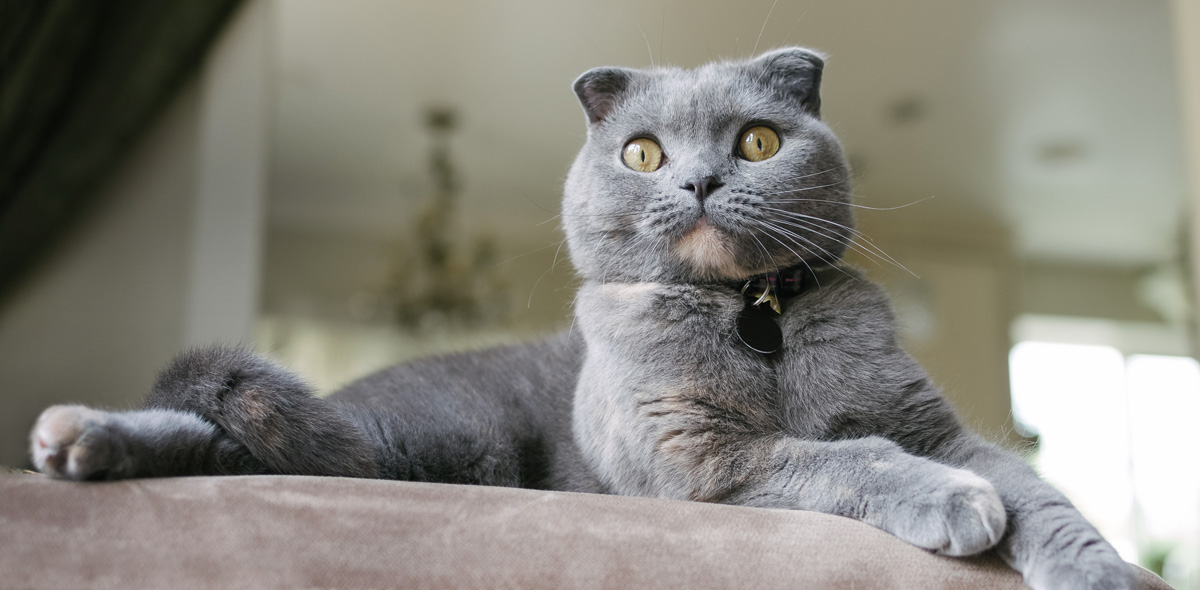 Yucca schidigera per gatti: un rimedio naturale contro gli odori delle feci del gatto