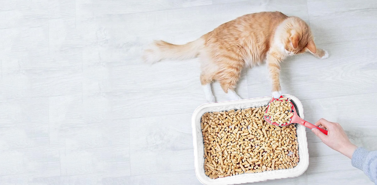 3 vantaggi della lettiera eco pellet per gatti