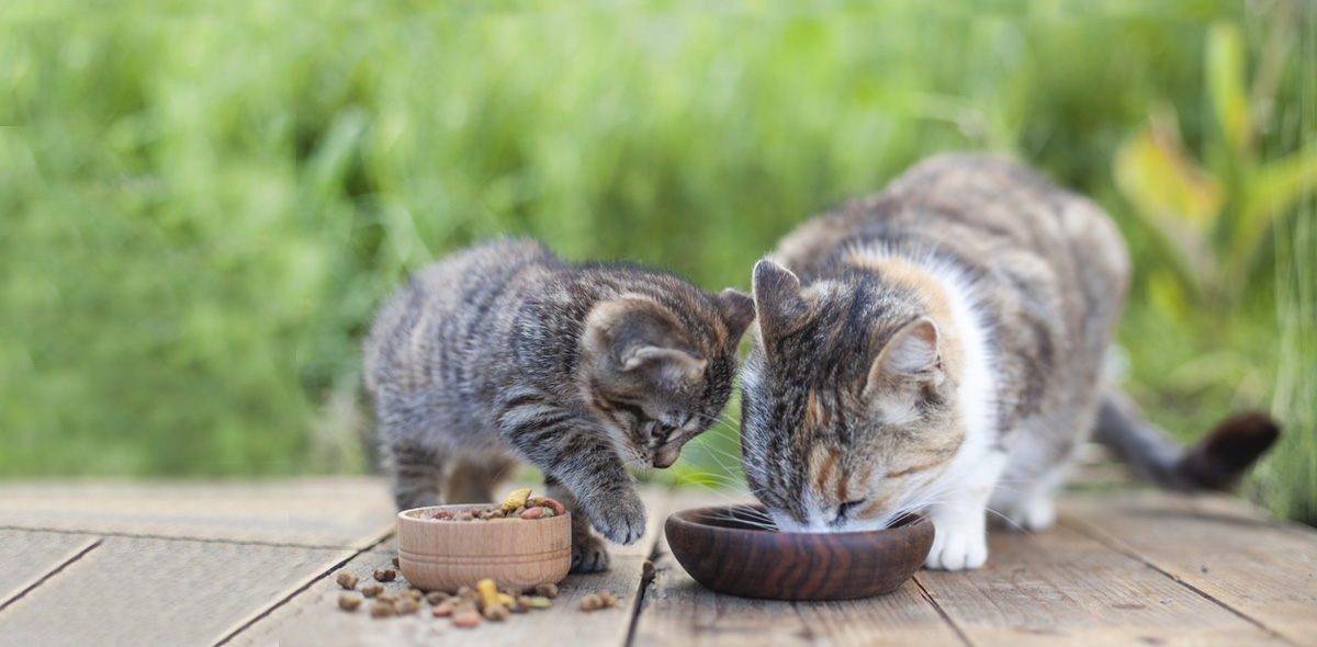 Crocchette senza cereali per gatti