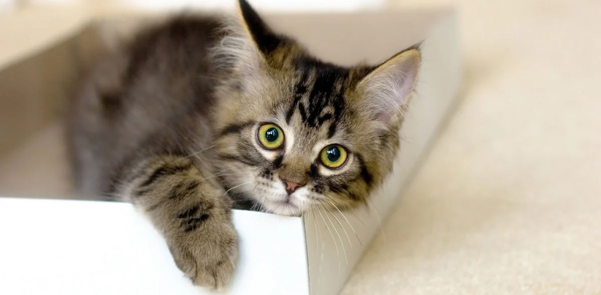 Lettiera Micio: il Pellets per la felicità del tuo gatto