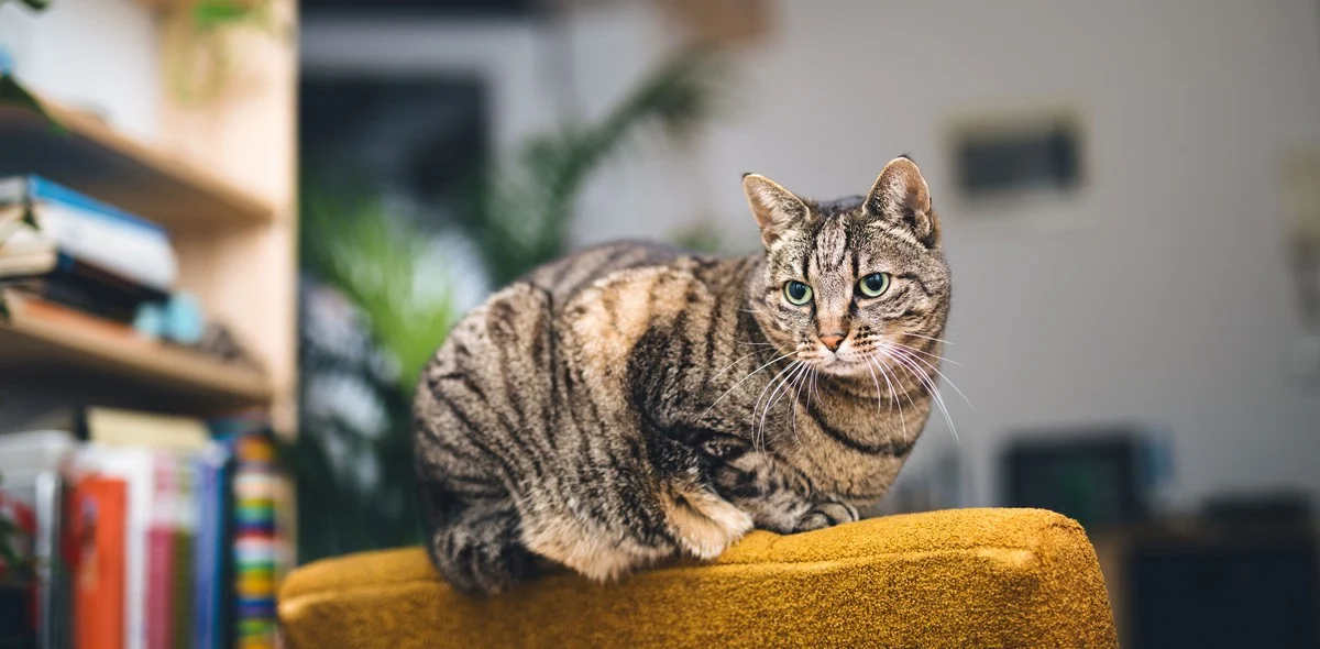 Quali malattie possono essere trasmesse dai gatti?