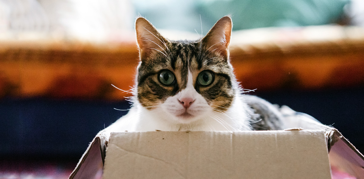 Cosa dare da mangiare ad un gatto anziano