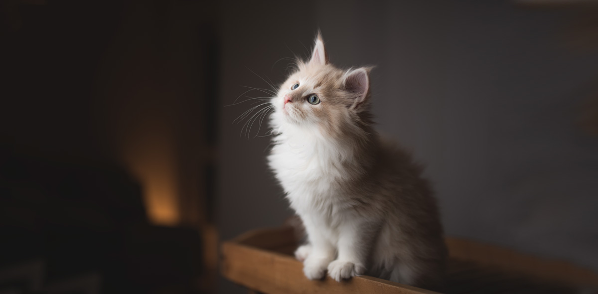 Come nutrire i gattini dallo svezzamento fino ai 12 mesi