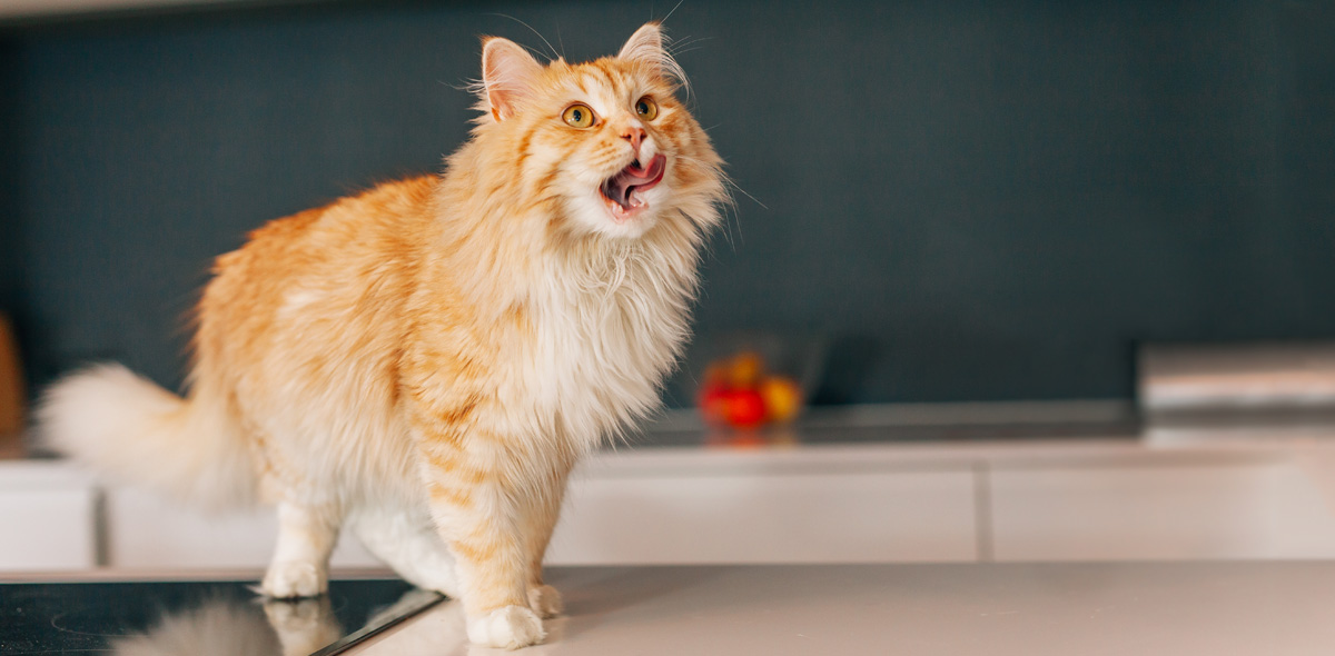 Il gatto può mangiare il pesce? 3 motivi per integrarlo nella sua dieta