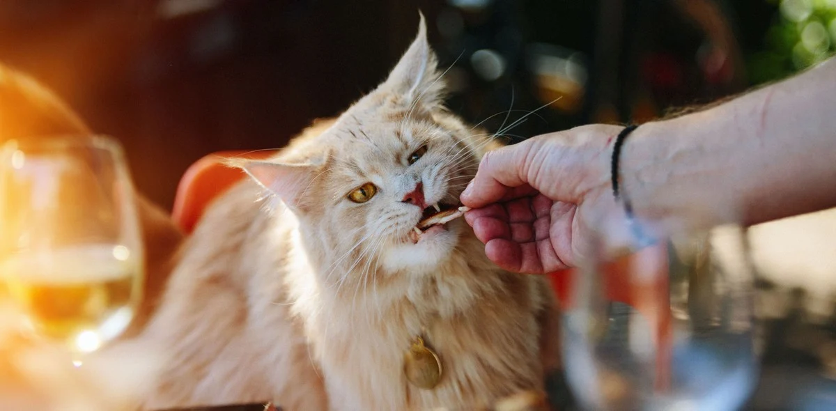 Cibi vietati ai gatti: perchè non possono mangiare il dolce