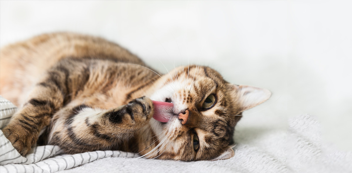Gatto senza pelo! 5 consigli utili per sopravvivere alla muta