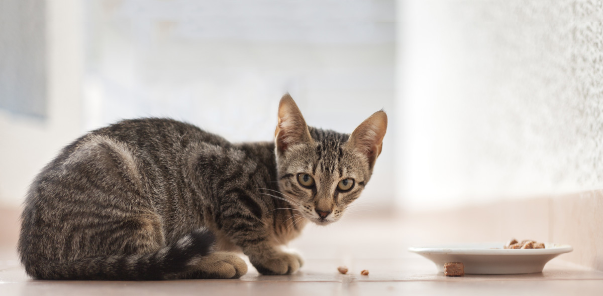 Cibo per gatti sterilizzati o castrati