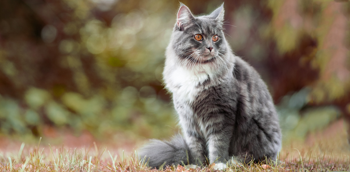 Alimentazione del gatto in autunno