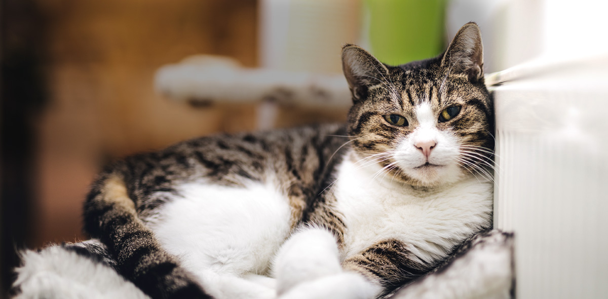Cosa fare se il gatto sta ingrassando