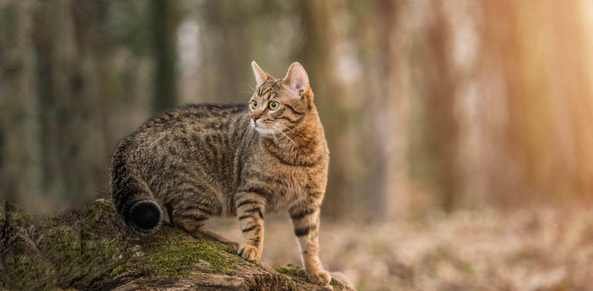 Crocchette per gatti con allergie e/o digestione sensibile