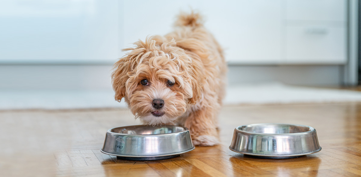 Guida all'alimentazione per cani di piccola taglia