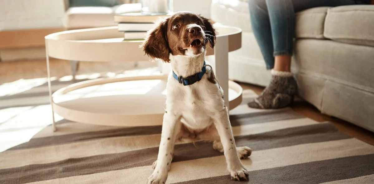 Cane agitato: cosa fare?