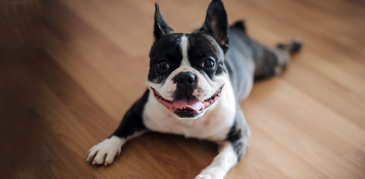 Perdere peso con il tuo cane: il segreto è una corretta alimentazione!