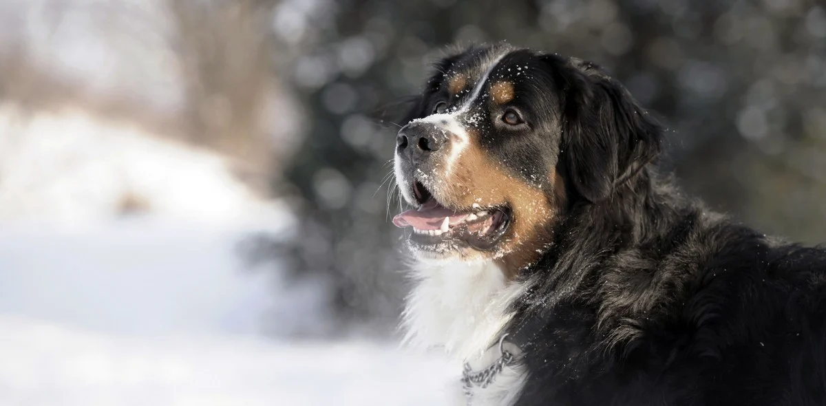 Il freddo: proteggi i tuoi animali