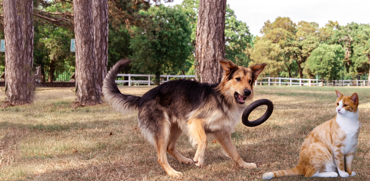 4 zampe come ti premio: giochi all'aperto per cani e gatti