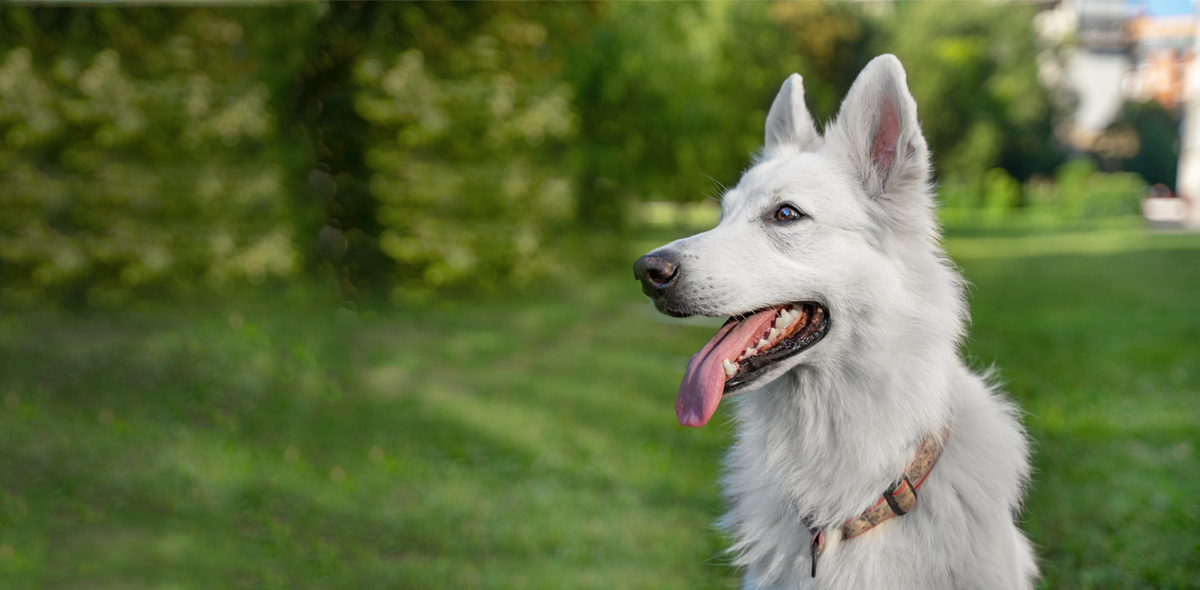 Alimentazione estiva per cani e gatti