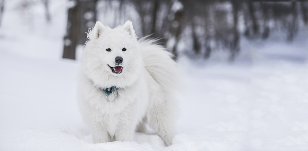 Come proteggere il cane dal freddo
