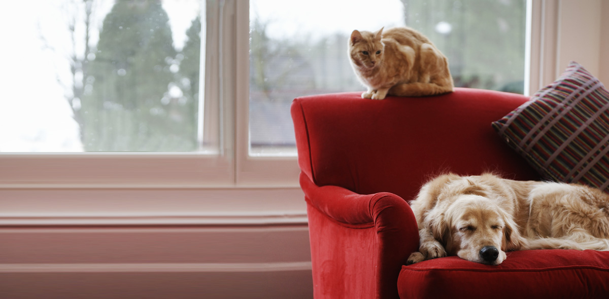 Come nutrire un cane o un gatto anziano