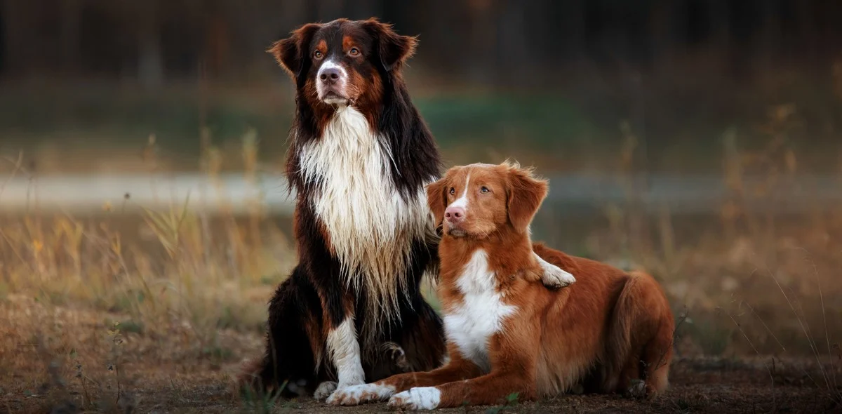 Cane in calore: 7 consigli utili