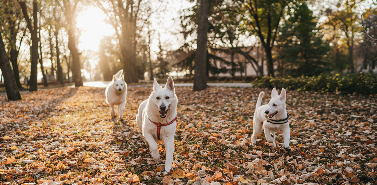 Problemi articolari: 2 elementi essenziali nell'alimentazione del tuo cane