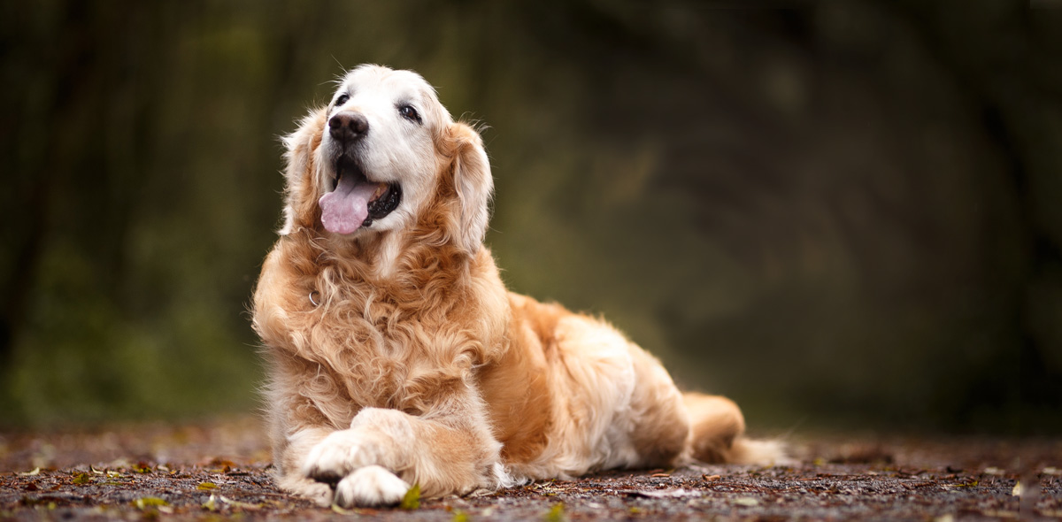 Denti dei cani: prevenzione e pulizia