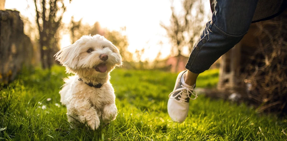 Pulci e non solo: guida ai parassiti esterni del tuo animale