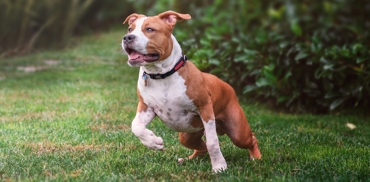 Crocchette pressate a freddo per cani: i benefici per la sua salute e nutrizione