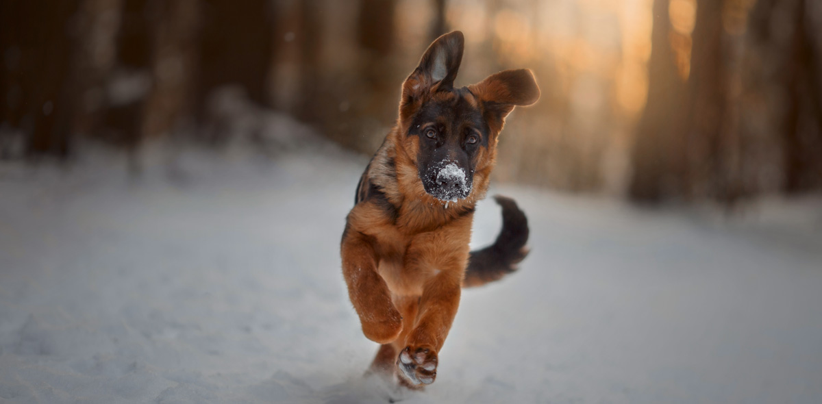 Cura dei polpastrelli del tuo cane