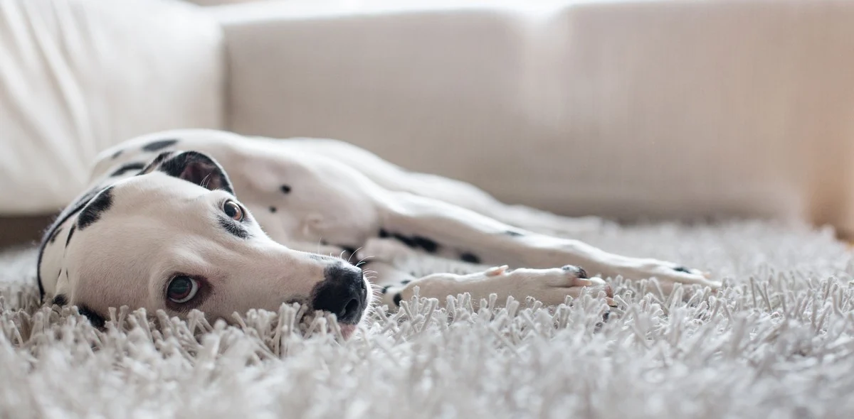 Quando il tuo cane si sente stressato