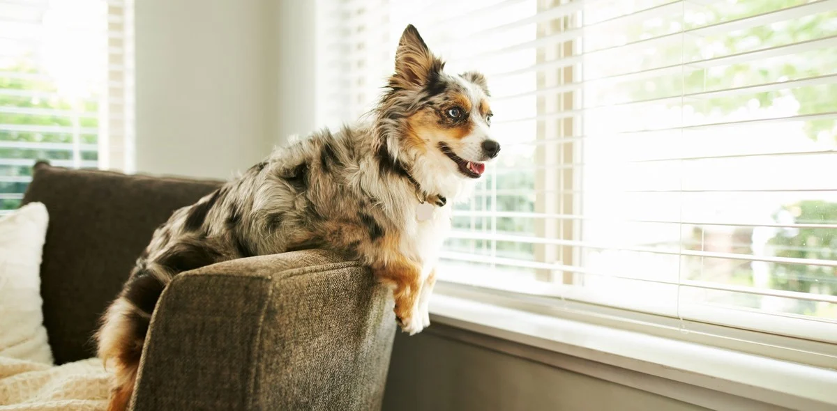 Tosse cane: cause e rimedi