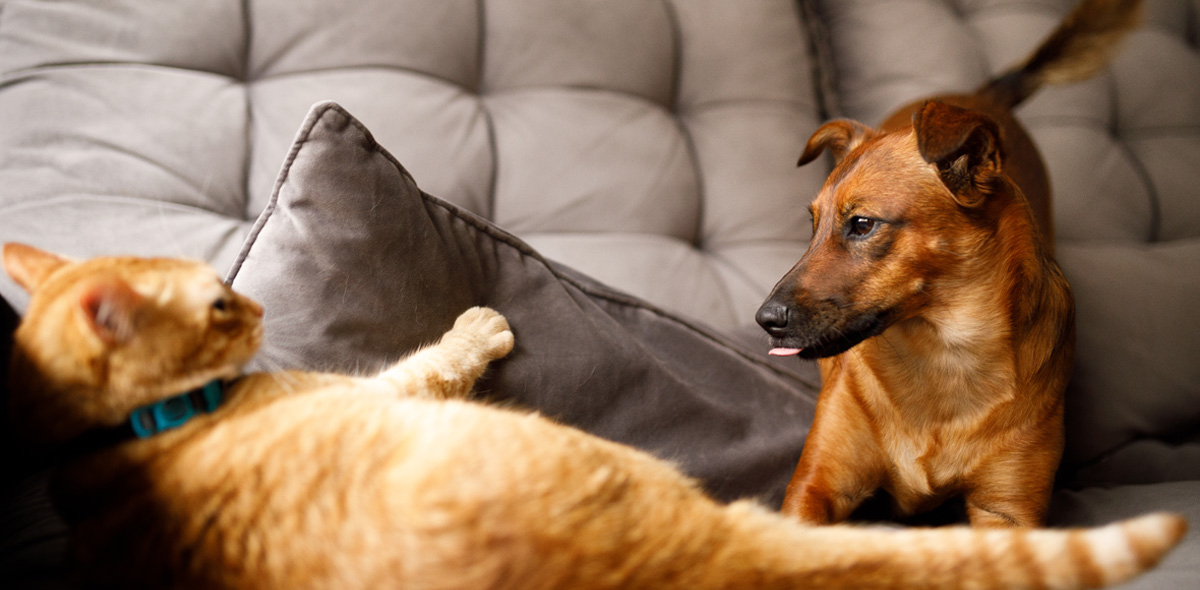 Un'alimentazione a base di agnello per cani e gatti con problemi di digestione