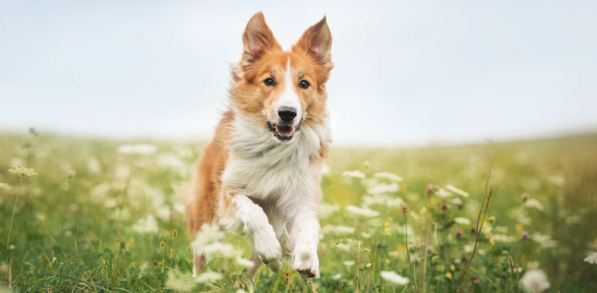 Un'alimentazione energetica per cani attivi