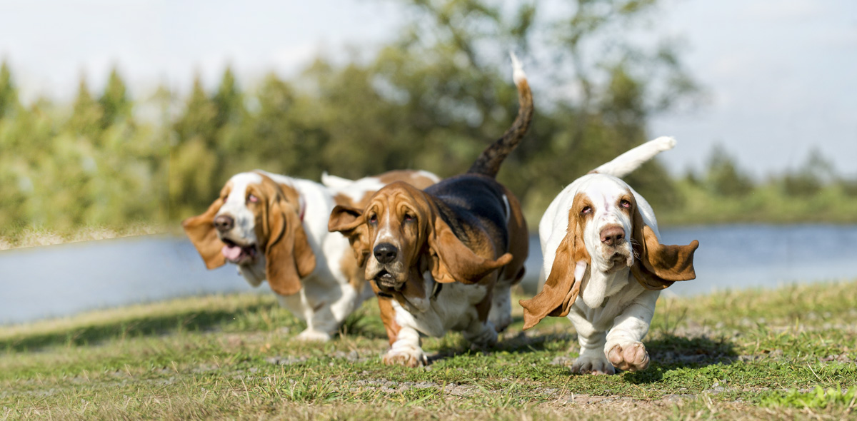 3 consigli per rimettere in forma il tuo cane in sovrappeso