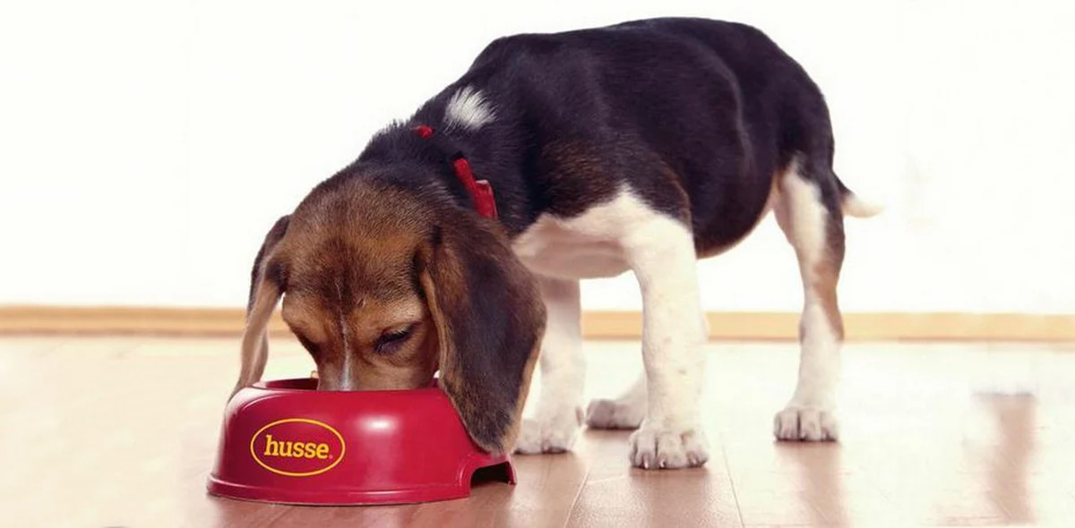 Insufficienza pancreatica endrocrina: il diabete nei cani