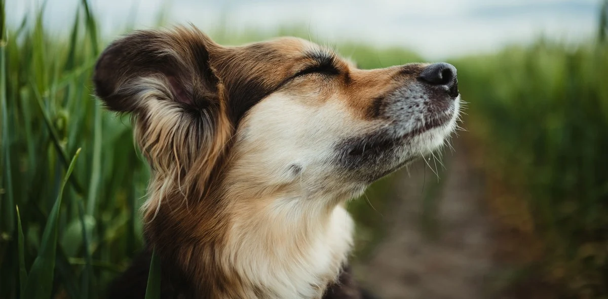 Prurito alle orecchie: ecco cosa vuole dirti il tuo cane