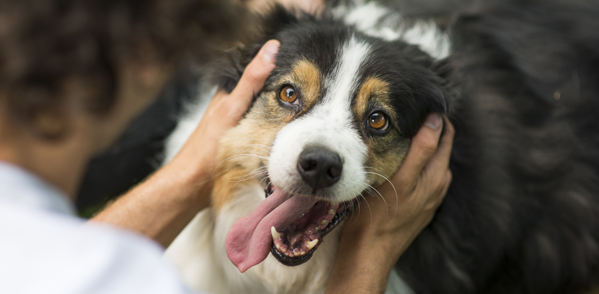 5 motivi per cui il salmone fa bene al tuo cane
