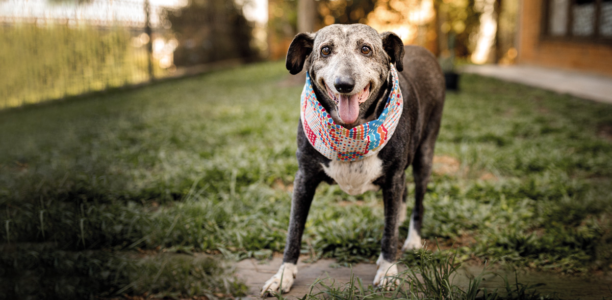 Miglior cibo per cani anziani: la giusta alimentazione per una vita più sana e longeva