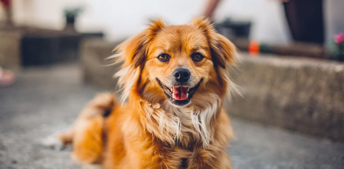 6 problemi di salute comuni nei cani