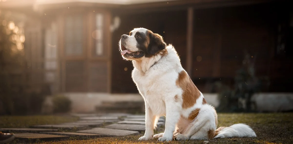 L'epatopatia nei cani