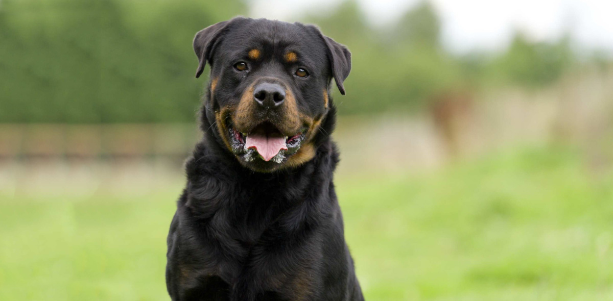 Crocchette per cani con allergie e/o digestione sensibile