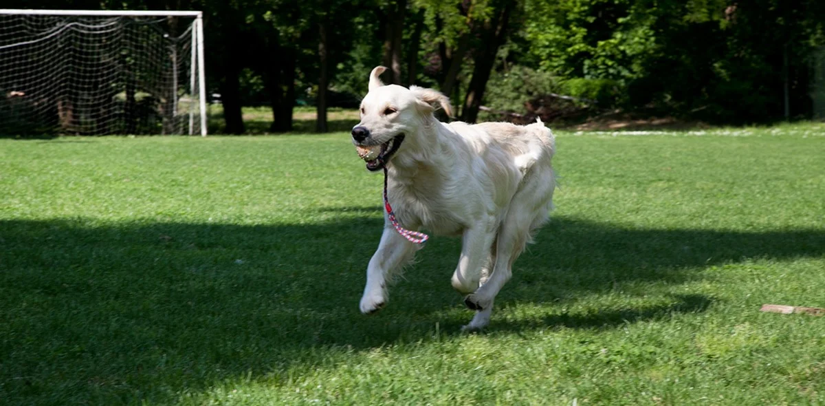 Rinforzare articolazioni cane
