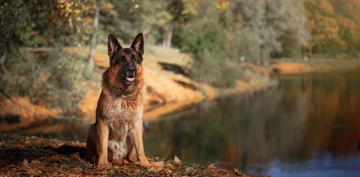 Pancreatite nei cani: la sindrome da malassorbimento