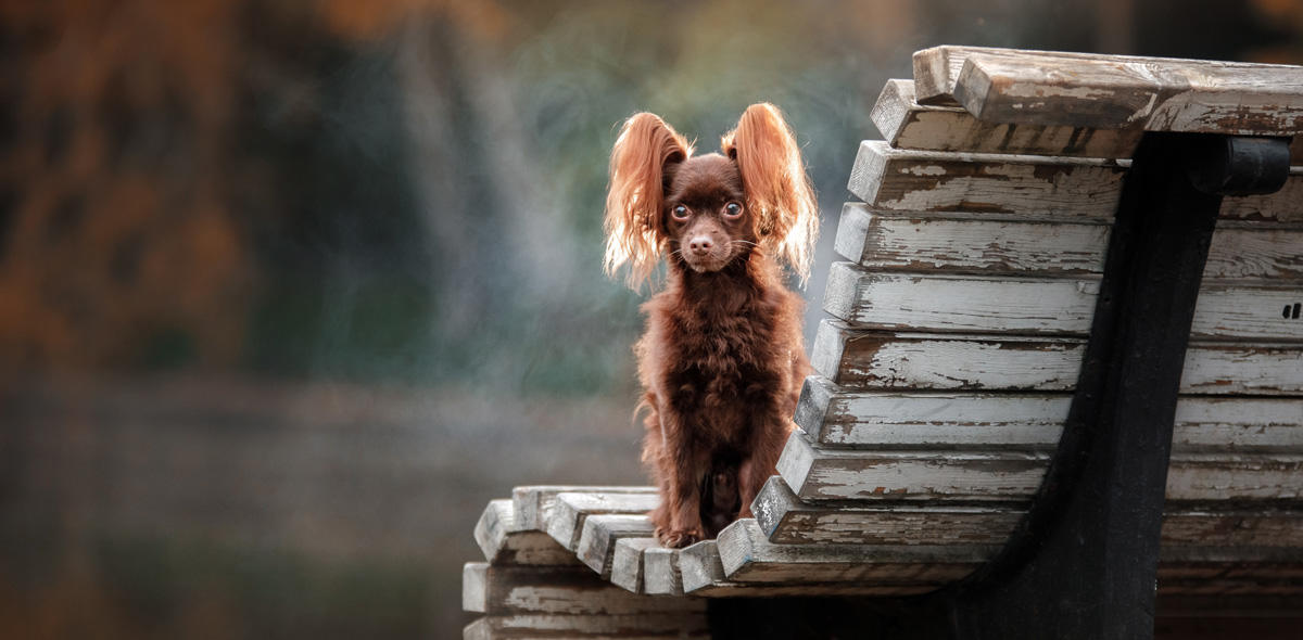 Crocchette su misura per cani di taglia piccola