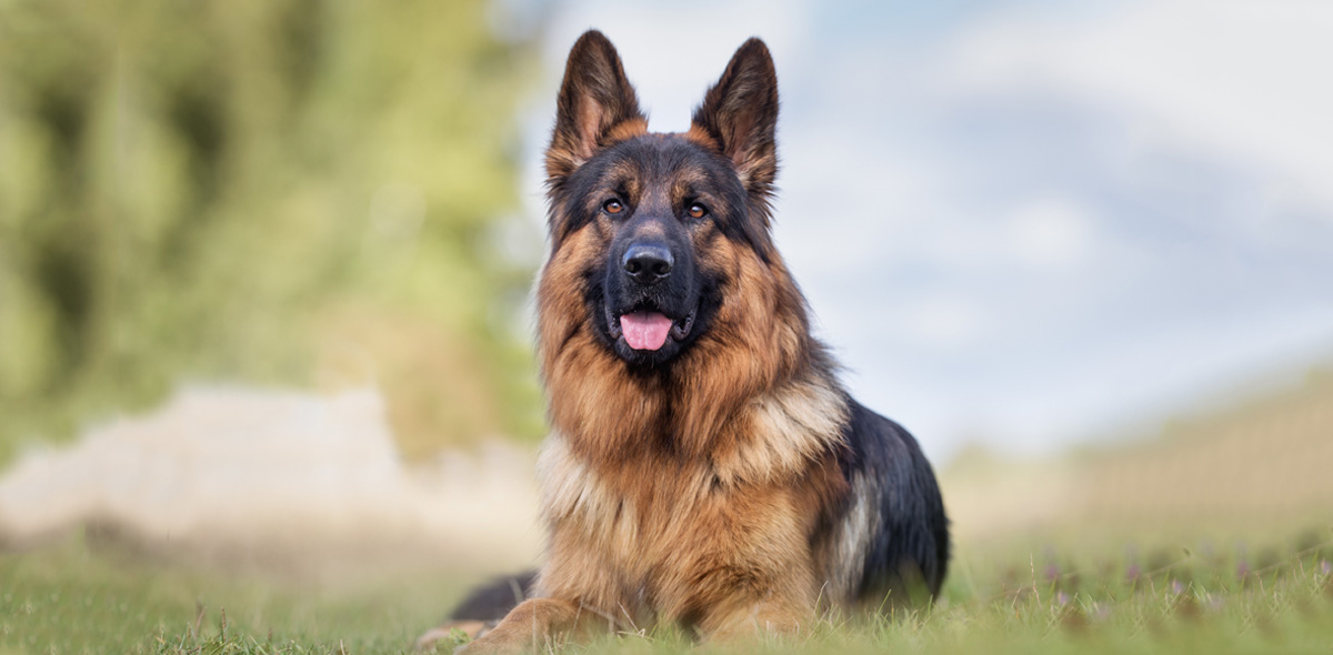3 vantaggi delle crocchette pressate a freddo per cani