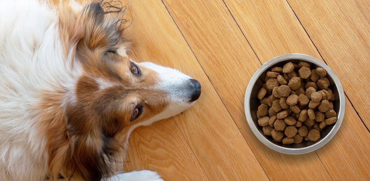 L' alimentazione per i cani castrati o sterilizzati