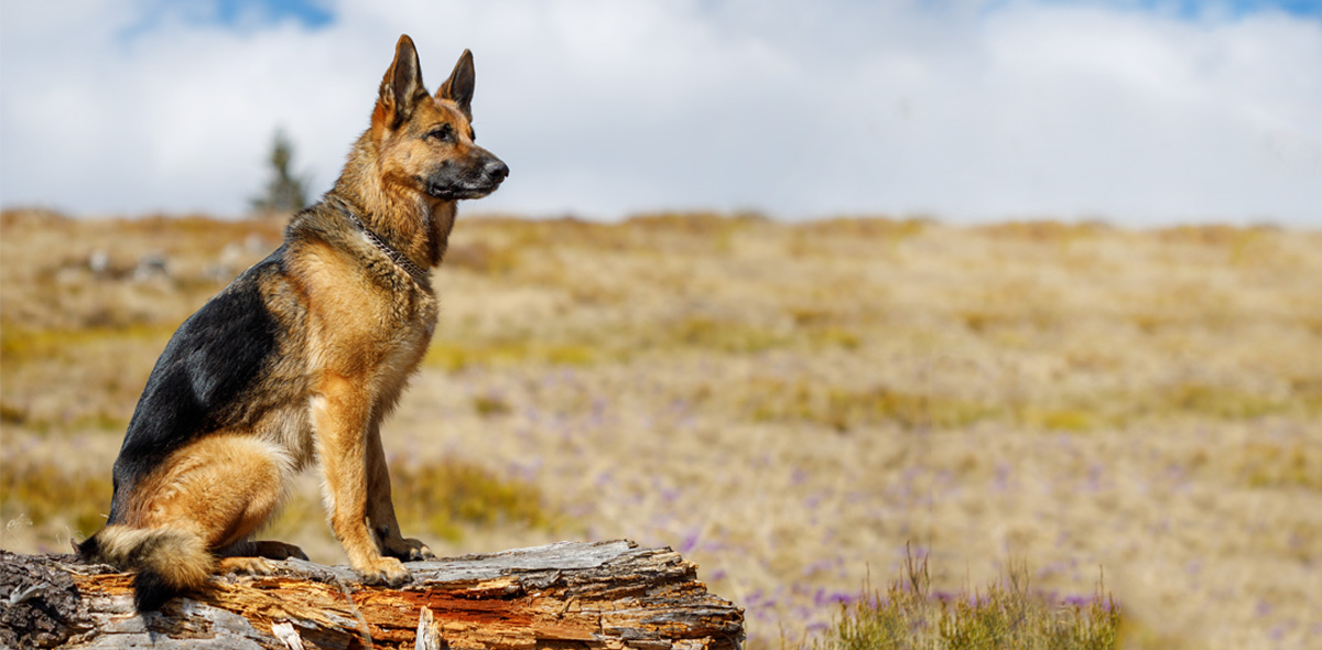 Crocchette per cani senza cereali