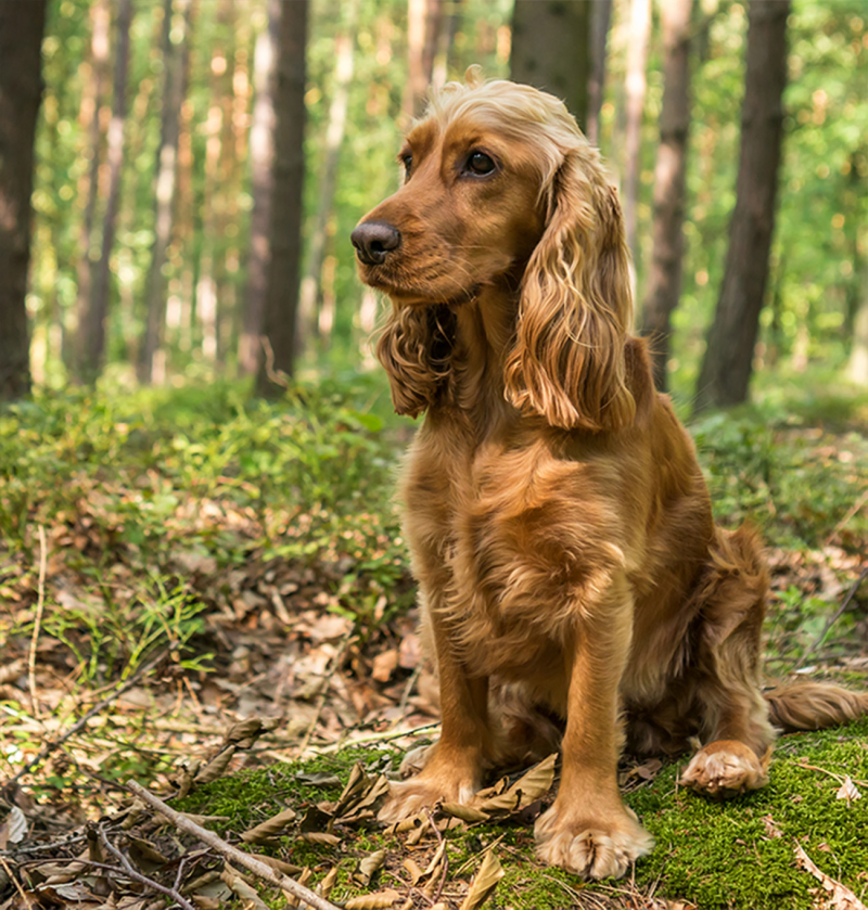 Paté per cani con problemi renali | Renal