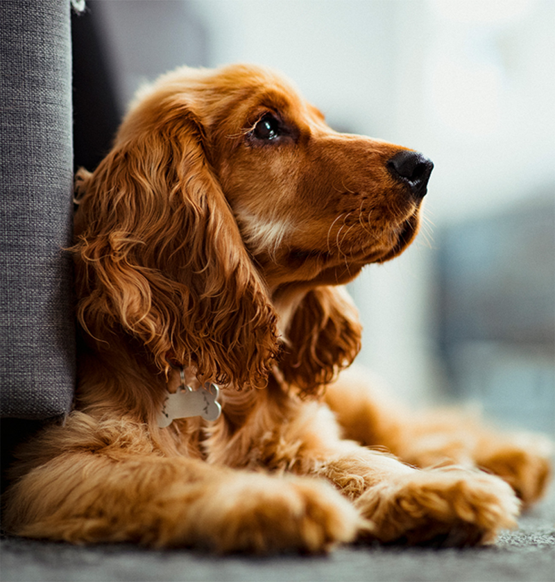 Paté per cani con problemi renali | Renal