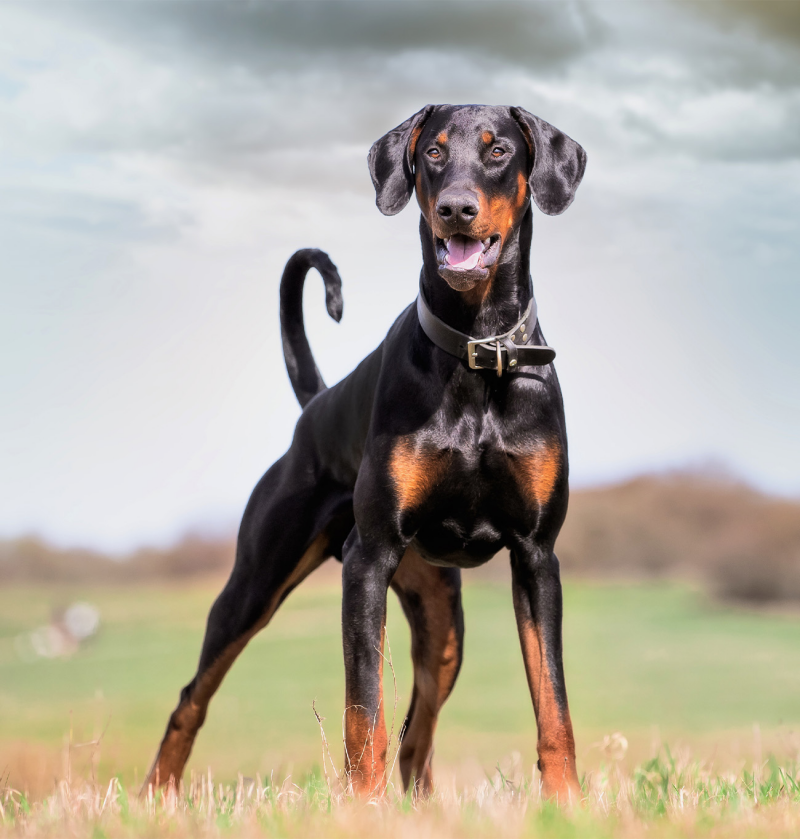 Patè per cani per supporto epatico | Hepatic